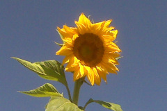 Sunflowers-8-26-08-5