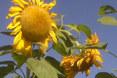 Sunflowers-8-26-08-6