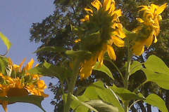 Sunflowers-8-26-08-7