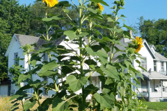 Sunflowers-Growing-in-a-Tree-Stump-15