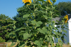 Sunflowers-Growing-in-a-Tree-Stump-16