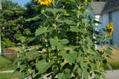 Sunflowers-Growing-in-a-Tree-Stump-17