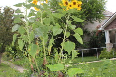 Sunflowers-Growing-in-a-Tree-Stump-2-1