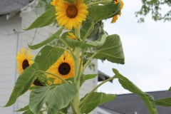 Sunflowers-Growing-in-a-Tree-Stump-2-10