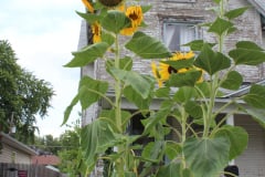 Sunflowers-Growing-in-a-Tree-Stump-2-11