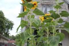 Sunflowers-Growing-in-a-Tree-Stump-2-11