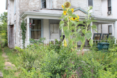 Sunflowers-Growing-in-a-Tree-Stump-2-14