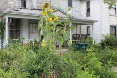 Sunflowers-Growing-in-a-Tree-Stump-2-15