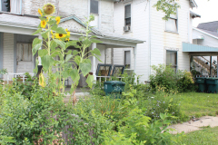 Sunflowers-Growing-in-a-Tree-Stump-2-16