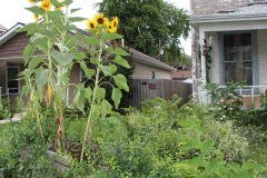 Sunflowers-Growing-in-a-Tree-Stump-2-17
