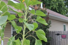 Sunflowers-Growing-in-a-Tree-Stump-2-18