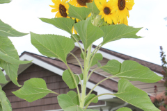Sunflowers-Growing-in-a-Tree-Stump-2-19
