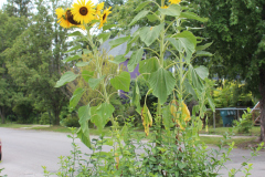 Sunflowers-Growing-in-a-Tree-Stump-2-2
