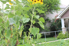 Sunflowers-Growing-in-a-Tree-Stump-2-22