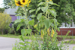 Sunflowers-Growing-in-a-Tree-Stump-2-3