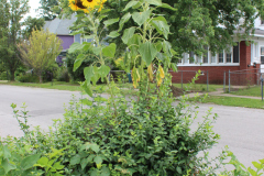 Sunflowers-Growing-in-a-Tree-Stump-2-4