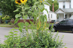 Sunflowers-Growing-in-a-Tree-Stump-2-5