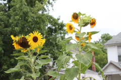 Sunflowers-Growing-in-a-Tree-Stump-2-6