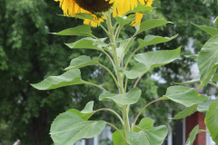 Sunflowers-Growing-in-a-Tree-Stump-2-7