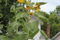 Sunflowers-Growing-in-a-Tree-Stump-2-8