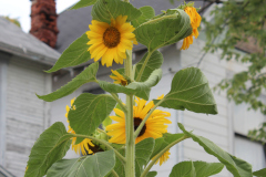 Sunflowers-Growing-in-a-Tree-Stump-2-9