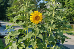 Sunflowers-Growing-in-a-Tree-Stump-21