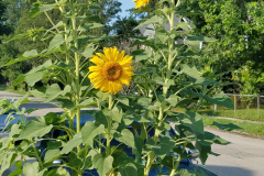 Sunflowers-Growing-in-a-Tree-Stump-23