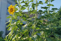 Sunflowers-Growing-in-a-Tree-Stump-24