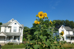 Sunflowers-Growing-in-a-Tree-Stump-36