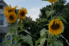 Sunflowers-Growing-in-a-Tree-Stump-4