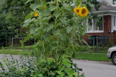 Sunflowers-Growing-in-a-Tree-Stump-42