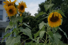 Sunflowers-Growing-in-a-Tree-Stump-5