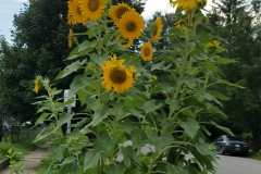 Sunflowers-Growing-in-a-Tree-Stump-50