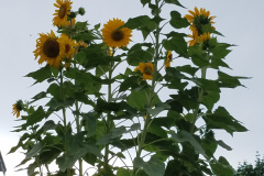 Sunflowers-Growing-in-a-Tree-Stump-57