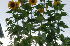 Sunflowers-Growing-in-a-Tree-Stump-58