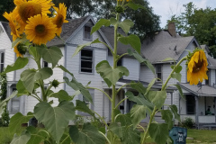 Sunflowers-Growing-in-a-Tree-Stump-6
