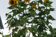 Sunflowers-Growing-in-a-Tree-Stump-60