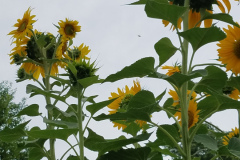 Sunflowers-Growing-in-a-Tree-Stump-64