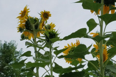 Sunflowers-Growing-in-a-Tree-Stump-65