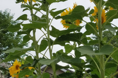 Sunflowers-Growing-in-a-Tree-Stump-66
