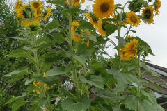 Sunflowers-Growing-in-a-Tree-Stump-67
