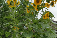 Sunflowers-Growing-in-a-Tree-Stump-68