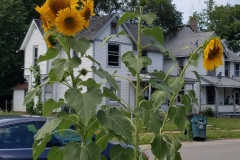 Sunflowers-Growing-in-a-Tree-Stump-7