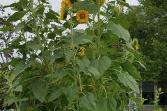 Sunflowers-Growing-in-a-Tree-Stump-71