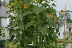 Sunflowers-Growing-in-a-Tree-Stump-72
