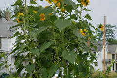 Sunflowers-Growing-in-a-Tree-Stump-74
