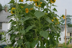 Sunflowers-Growing-in-a-Tree-Stump-75