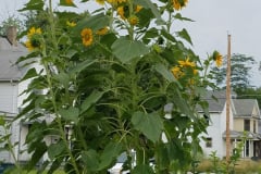 Sunflowers-Growing-in-a-Tree-Stump-76