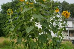 Sunflowers-Growing-in-a-Tree-Stump-79