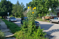 Sunflowers-Growing-in-a-Tree-Stump-8